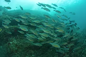 Stuart: Large school of Juvenile Parrotfish (Scarus