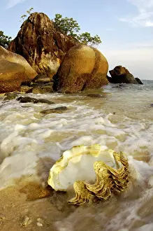 Tioman: A large sea-shell, washed ashore on a beach of