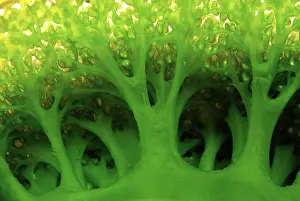 Pipefish: Detail of large sea squirt (Tunicate), Buyat