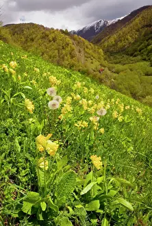 Cowslips: Large-sepalled Primula (Caucasian form of Cowslip)