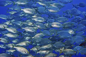 Tuscany: Large shoal of edible fish gilthead sea bream (Sarpa salpa)