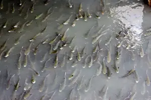Effluent: Large shoal of mullet feeding at effluent outlet in harbour
