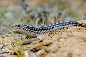 Robustus: Skink