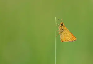 Ochlodes: Large Skipper