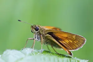 Ochlodes: Large Skipper