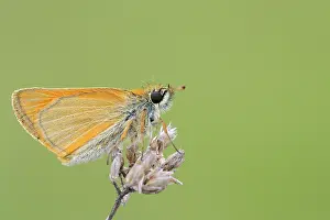 Ochlodes: Large Skipper