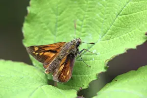 Ochlodes: Large Skipper Butterfly