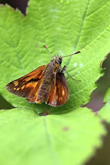 Ochlodes: Large Skipper Butterfly