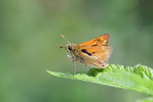 Ochlodes: Large Skipper Butterfly