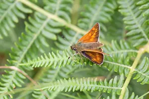 Ochlodes: Large Skipper Butterfly