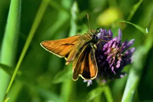 Ochlodes: Large Skipper Butterfly - on Devil's bit scabious
