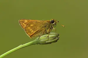 Proboscis: Large Skipper - female resting on hawkbit flower bud - June