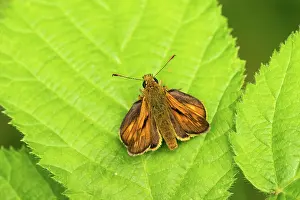 Bramble: Large skipper - male - resting on bramble leaf -