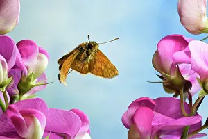 Skipper: Large skipper (Ochlodes sylvanus), in flight, Germany