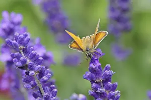 Nectar: Large skipper (Ochlodes venatus)