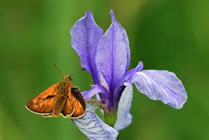 Skippers: Large Skipper on Siberian Iris