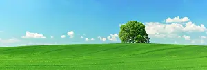 Tilia: Large solitaires linden tree (Tilia) on hill in