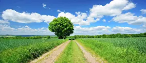 Humilis: Large solitaires Oak (Quercus) on the field path
