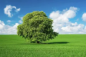 Humilis: Large solitary horse chestnut (Aesculus) in full
