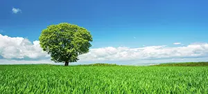 Sapindaceae: Large solitary horse chestnut (Aesculus) on a green