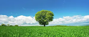 Sapindaceae: Large solitary horse chestnut (Aesculus) on a green