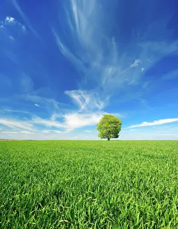 Humilis: Large solitary horse chestnut (Aesculus) on green
