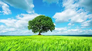 Peace: Large solitary oak in green field, blue sky with