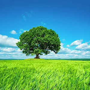 230122: Large solitary oak in green field, blue sky with