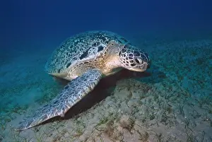 Flat: Large specimen of green turtle (Chelonia mydas) G