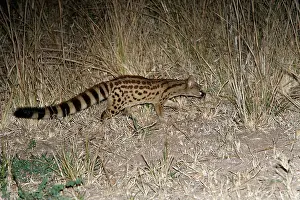 Genets: Large-Spotted Genet