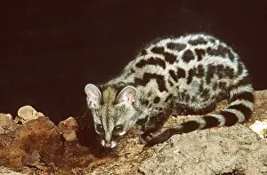 Genets: Large-spotted Genet