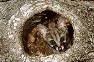 Genet: Large-Spotted Genet
