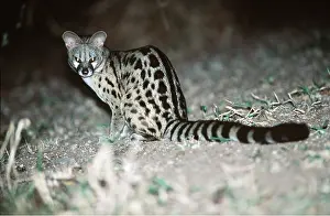 Genets: LARGE SPOTTED GENET - sitting