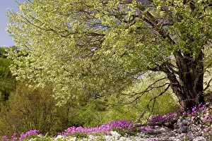 Vikos: Large St Lucie Cherry tree - in blossom, over a