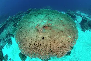 Hard: Large Table Coral