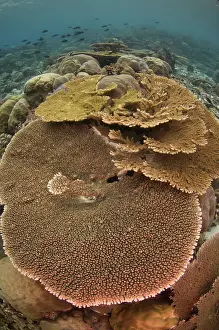 Hard: Large Table Coral