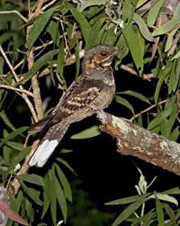 Nightjar: Large-tailed Nightjar