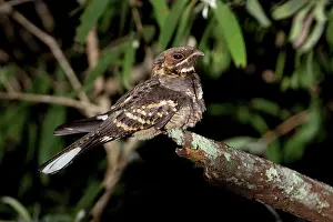 Nightjar: Large-tailed Nightjar