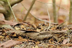Concealment: Large-tailed Nightjar