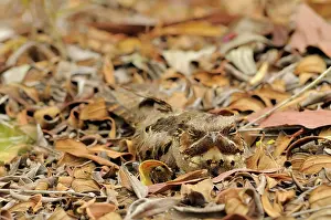 Concealment: Large-tailed Nightjar