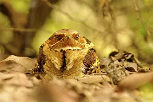 Keoladeo: Large-tailed Nightjar