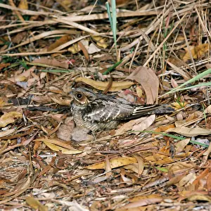 Nightjar: Large-tailed Nightjar - and chicks