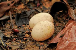 Concealment: Large-tailed Nightjar Eggs
