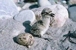Esacus: Large Thick-knee Curlew - chick & egg hatching