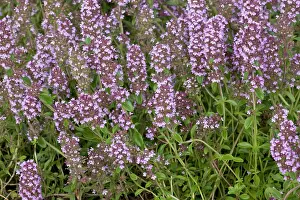 Thyme: Large thyme