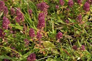 Thyme: Large Thyme (Thymus pulegioides). Haraldsted s