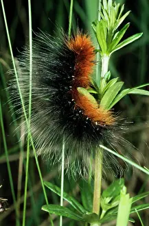 Wooly: Large Tiger MOTH - 'Wooly BearI caterpillar