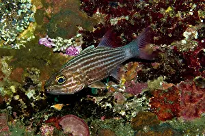 Brooders: Large-toothed cardinalfish