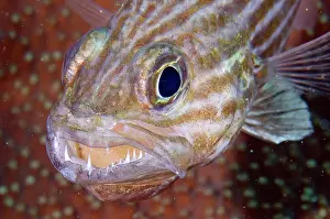 Teeth: Large-toothed Cardinalfish