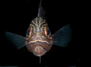 Vent: Large toothed cardinalfish (Cheilodipterus macrodon)